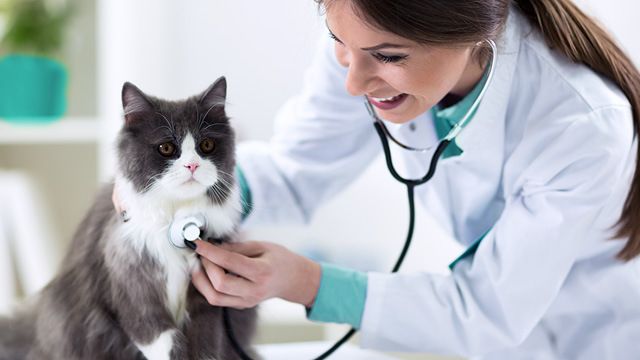 Pet checkup