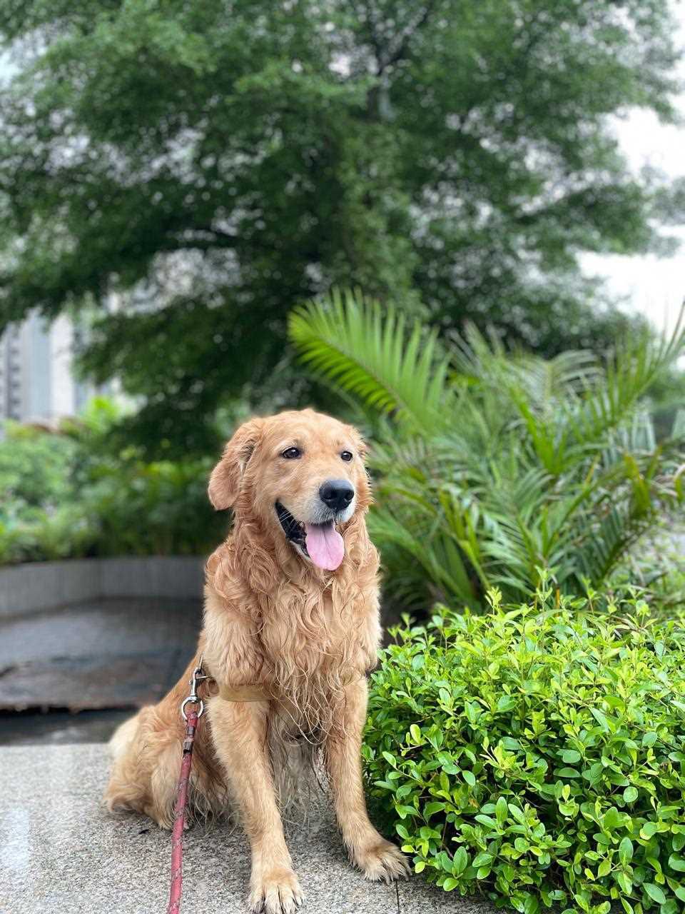 Golden