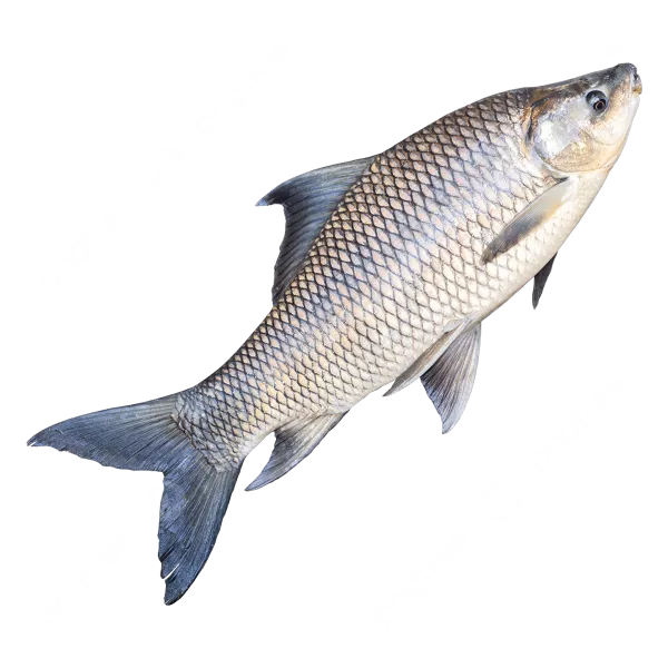 fishs